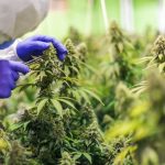 H4CBD ou CBD hydrogéné