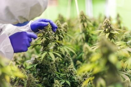 H4CBD ou CBD hydrogéné