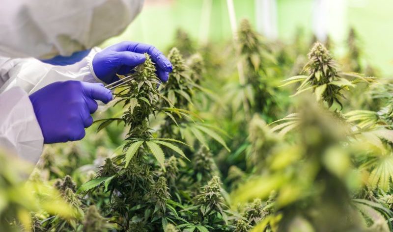 H4CBD ou CBD hydrogéné