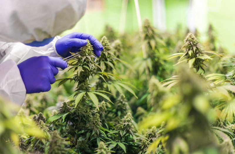 H4CBD ou CBD hydrogéné