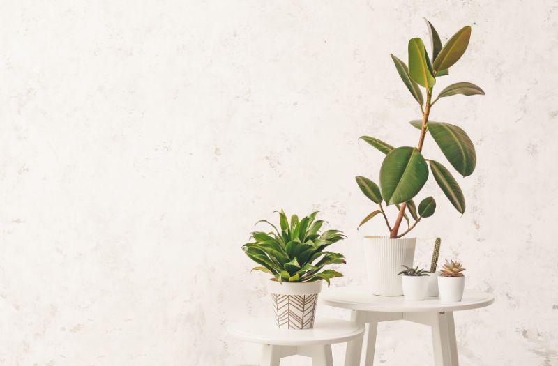 plantes comestibles
