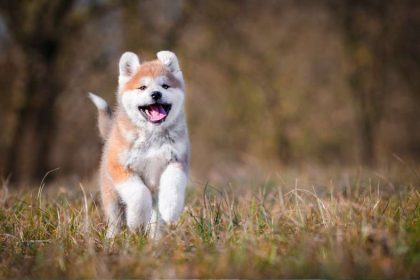 Croquettes pour chiots : quelles spécificités pour une croissance saine ? 